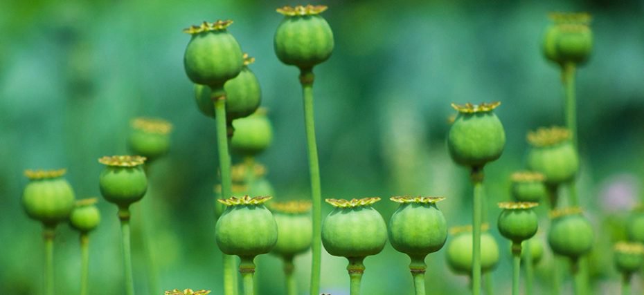 Opium cultivation